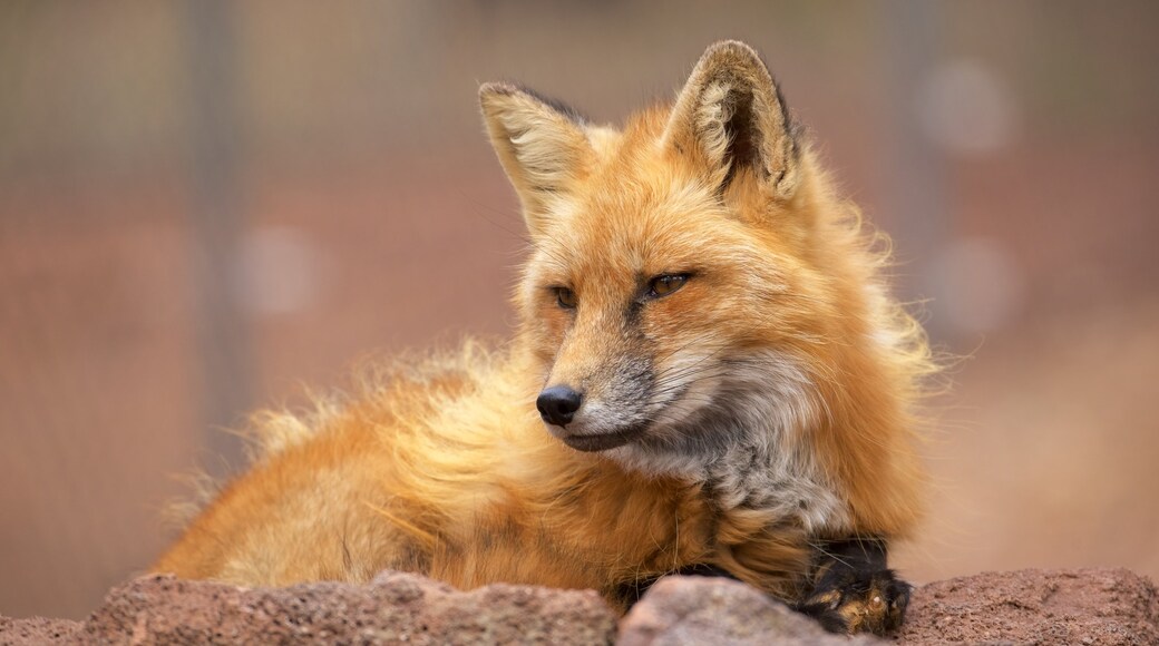 Bearizona 野生動物公園 呈现出 動物園裡的動物 和 危險動物