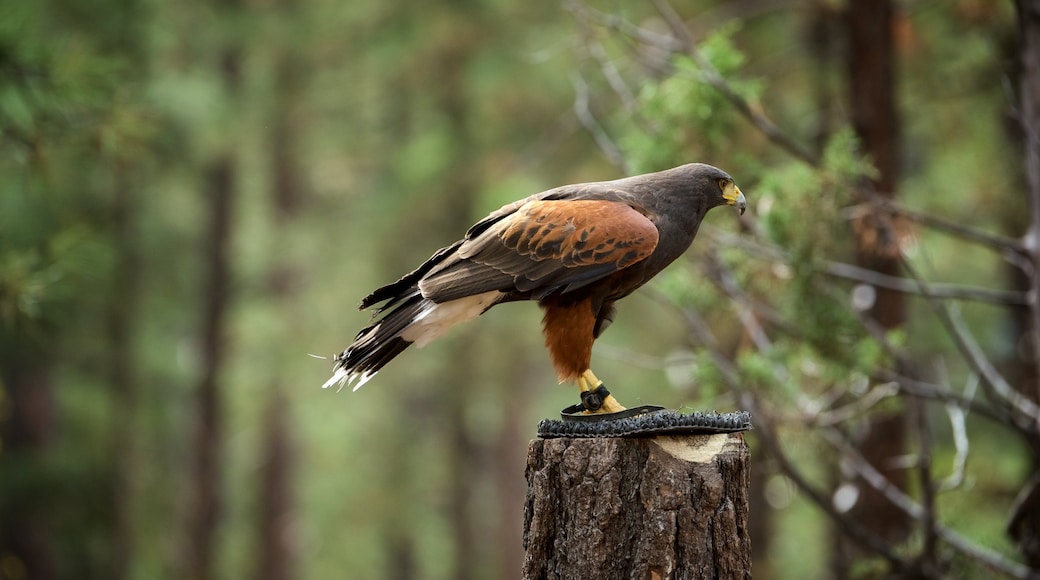 Bearizona che include animali da zoo e volatili