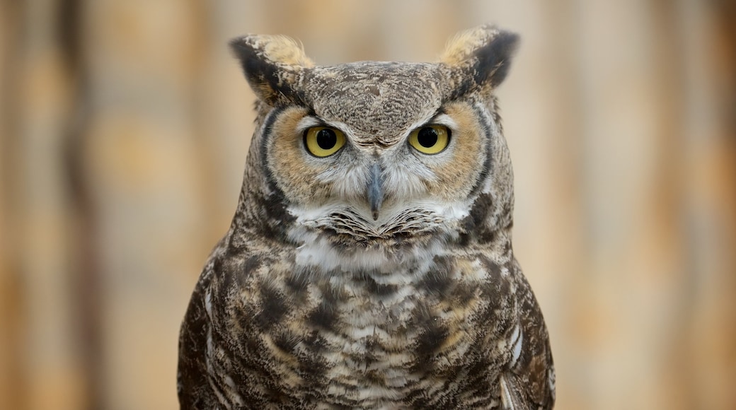 Bearizona das einen Zootiere und Vögel