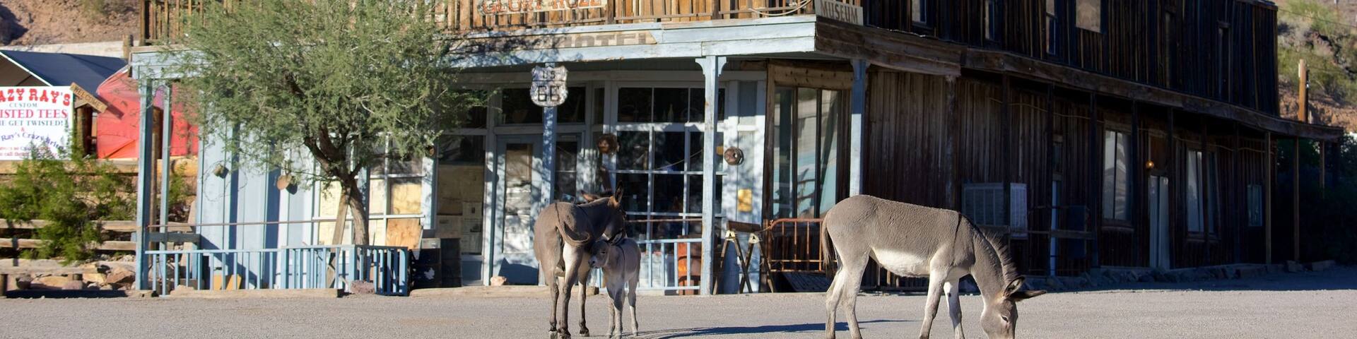 Oatman showing street scenes and land animals