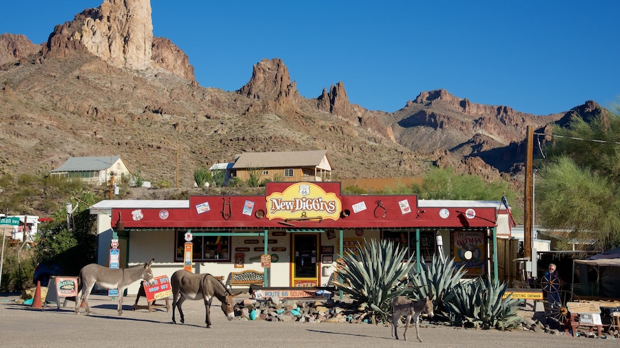 Oatman mostrando strade e animali di terra