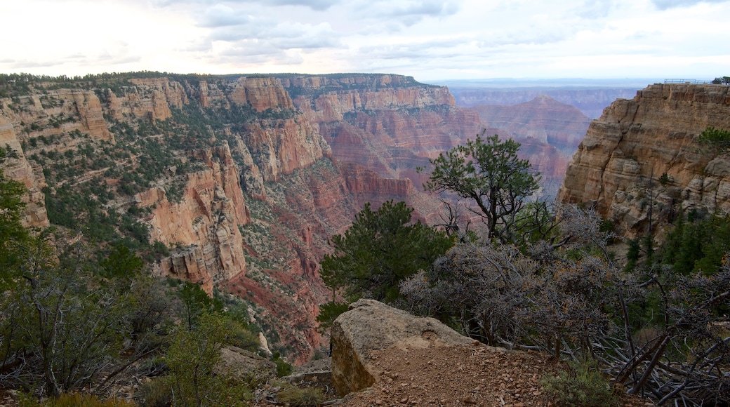 Cape Royal das einen Schlucht oder Canyon und Landschaften