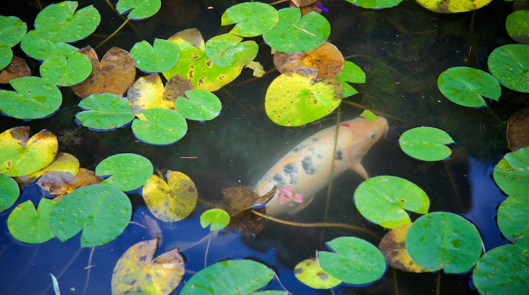 Dr. Sun Yat-Sen Classical Chinese Garden showing marine life and a pond