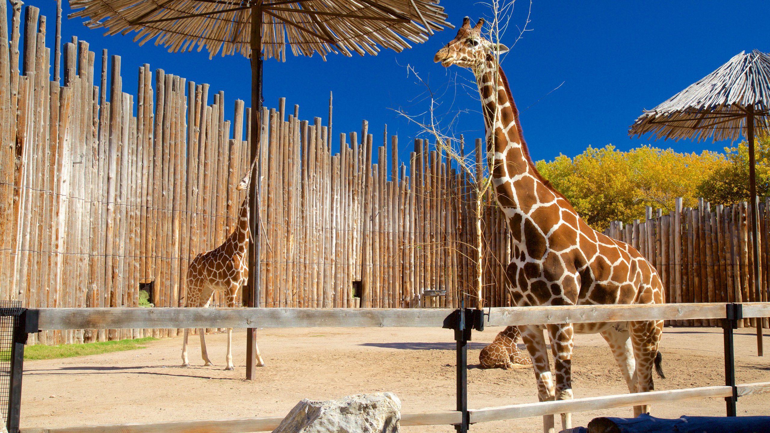 Rio Grande Zoo montrant animaux terrestres et animaux du zoo