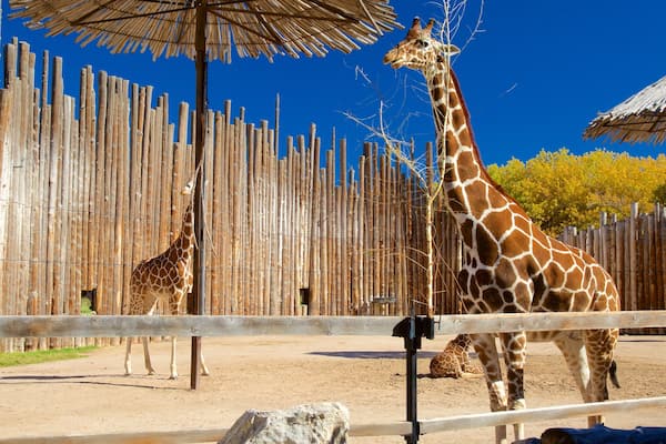 Albuquerque Biological Park and Rio Grande Zoo joka esittää eläintarhan eläimet ja maaeläimet