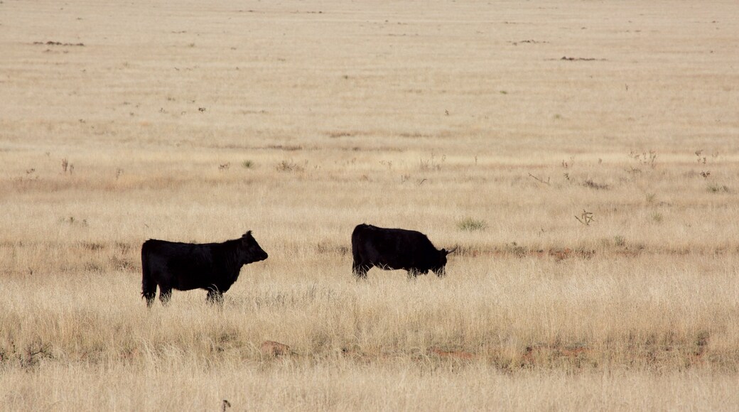 Southwestern New Mexico which includes land animals and farmland