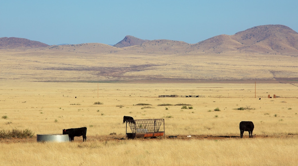 Socorro showing land animals and farmland