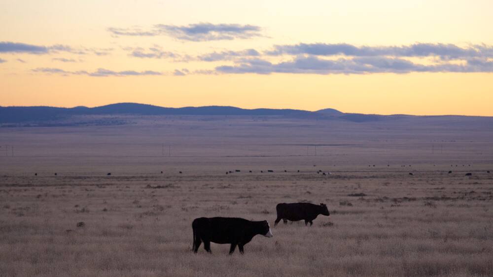 Southwestern New Mexico which includes a sunset, farmland and land animals