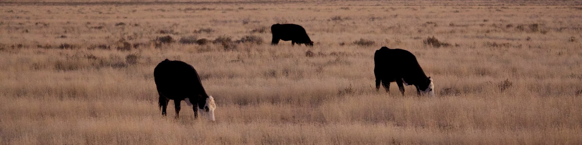Magdalena featuring land animals, farmland and a sunset