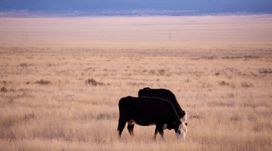 Magdalena featuring land animals and farmland