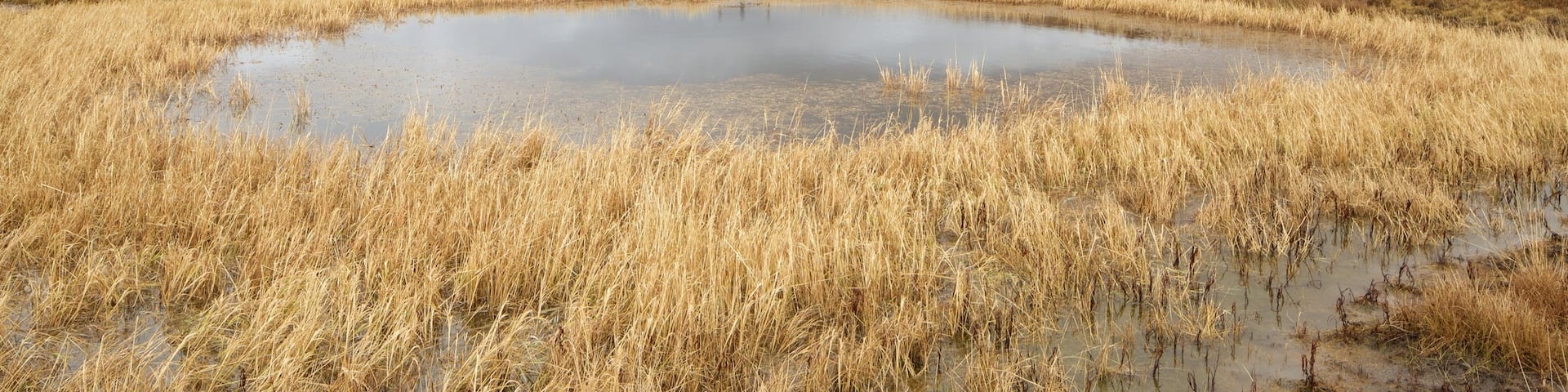 Jemez Springs showing mist or fog, tranquil scenes and a pond