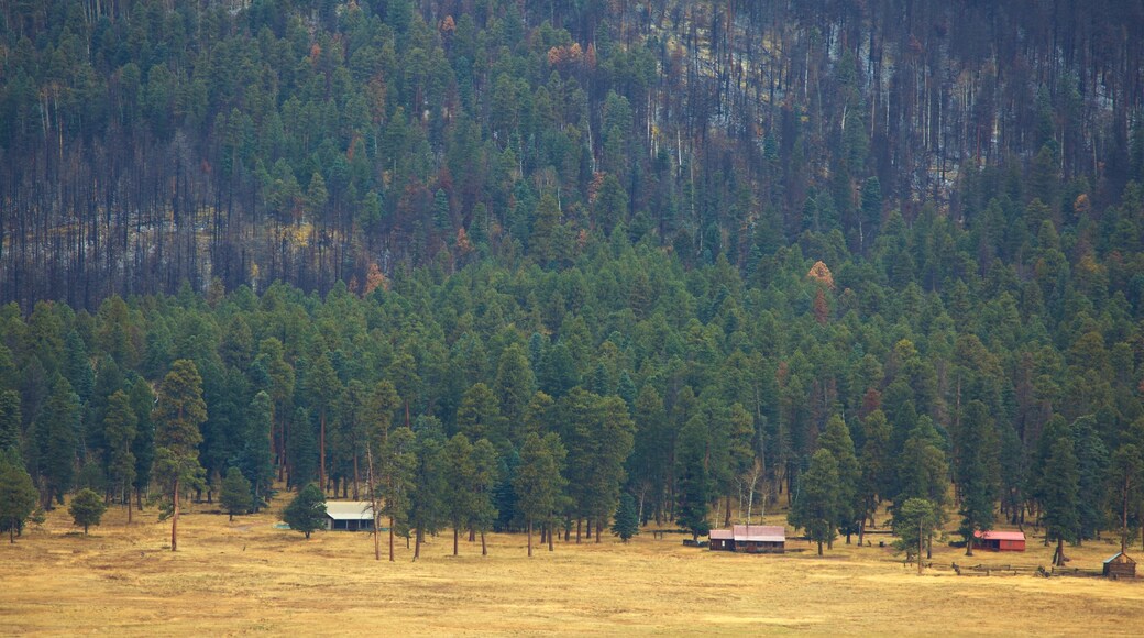 Jemez Springs showing forest scenes and farmland