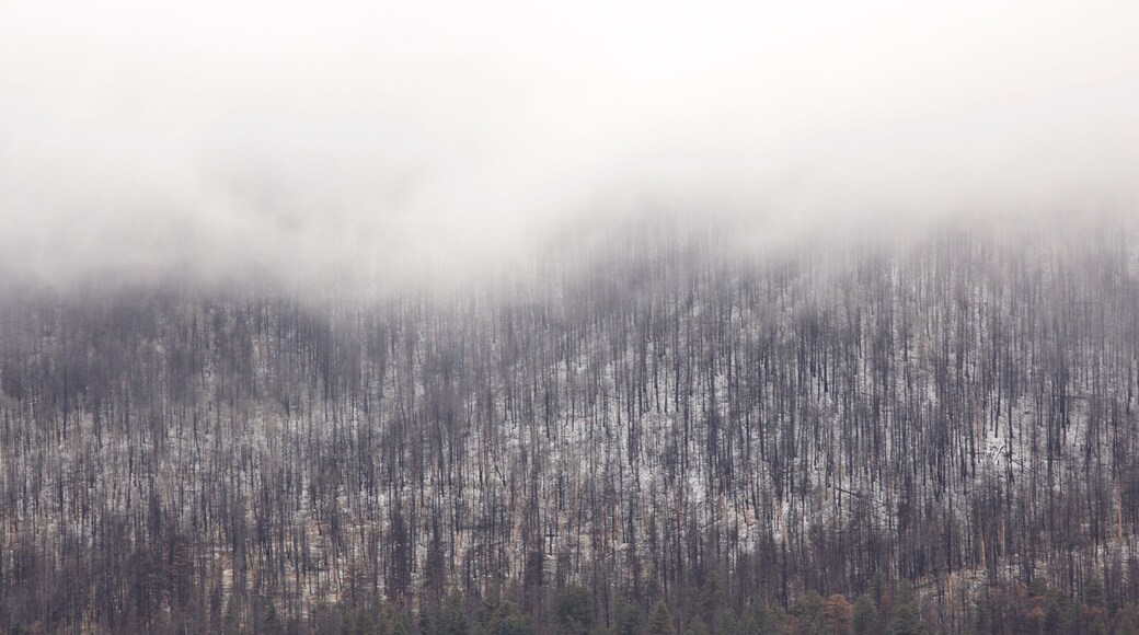 Jemez Springs toont mist of nevel, sneeuw en bos