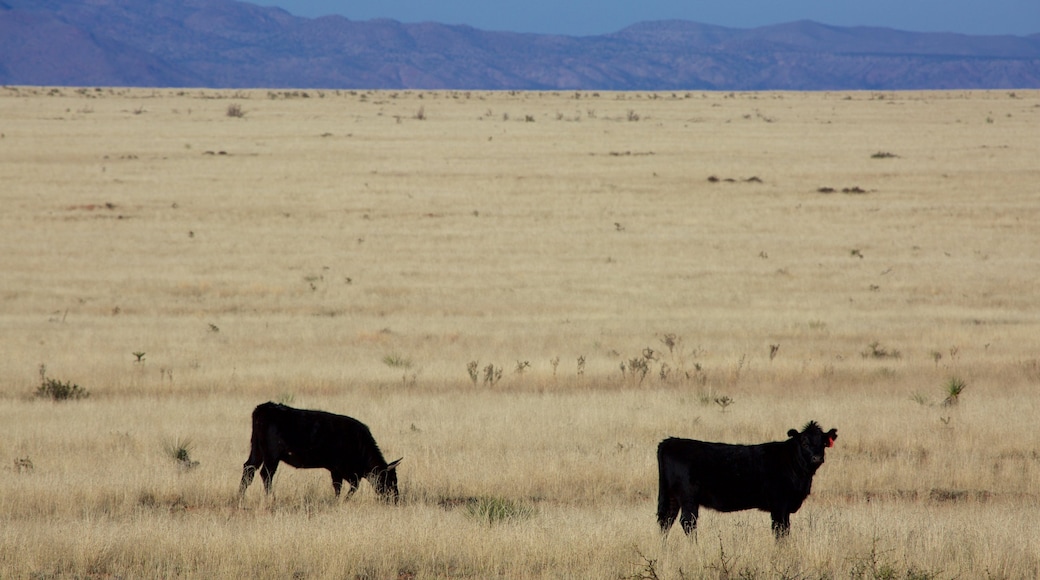 Socorro which includes farmland and land animals