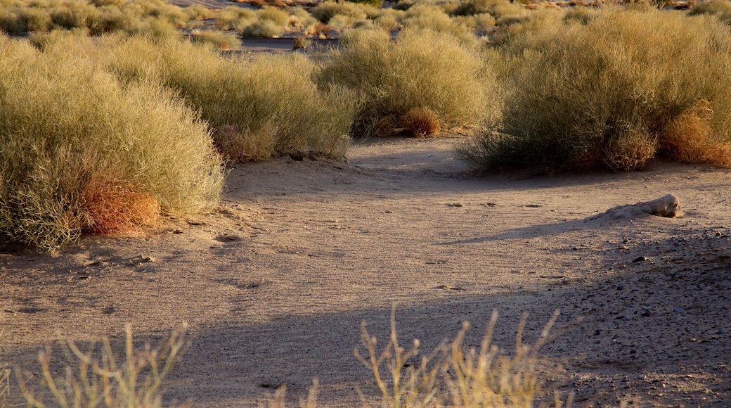 Elephant Butte que incluye una playa y situaciones tranquilas