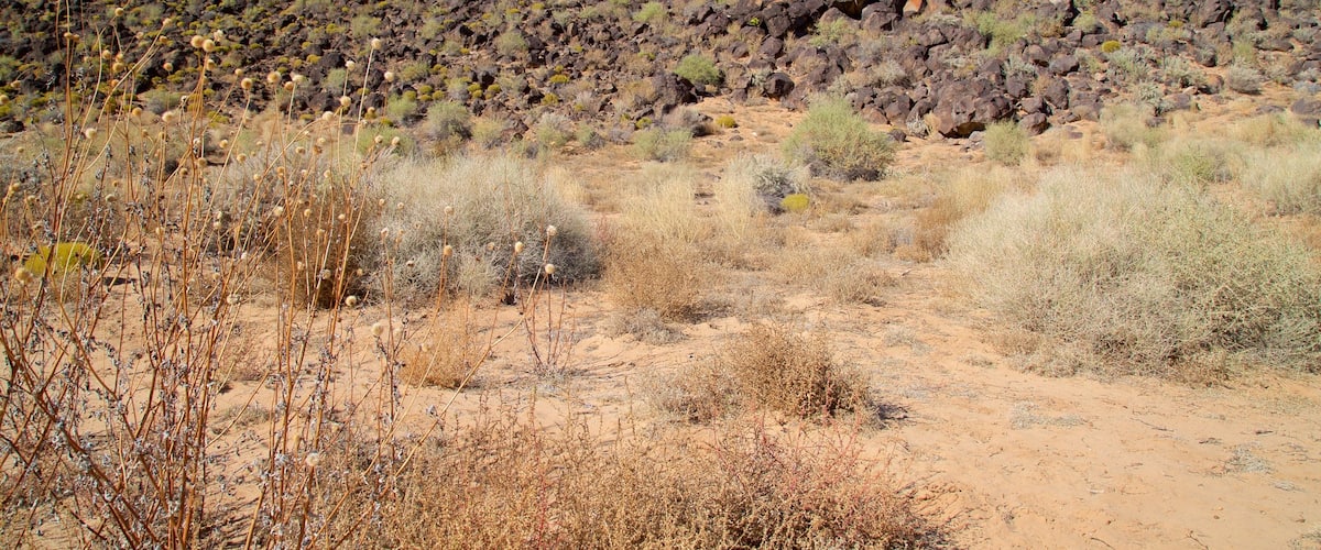 Petroglyph National Monument que incluye escenas tranquilas