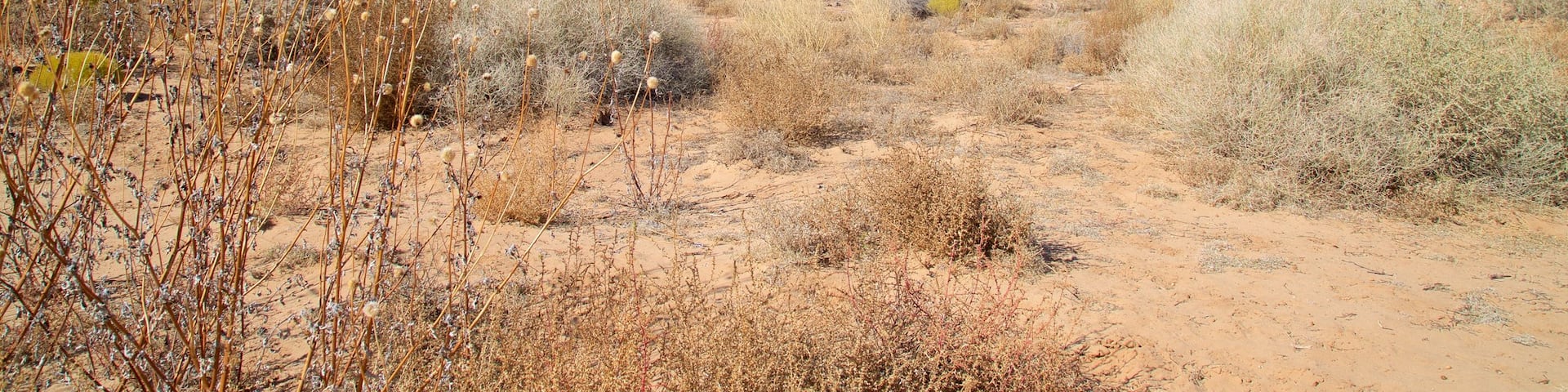 Petroglyph National Monument featuring tranquil scenes
