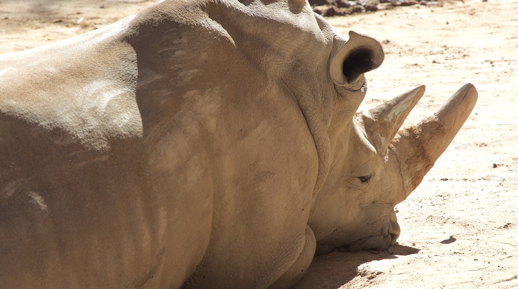 ABQ BioPark Zoo showing dangerous animals and zoo animals