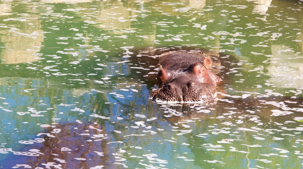 里約格朗德動物園 呈现出 動物園裡的動物 和 危險動物