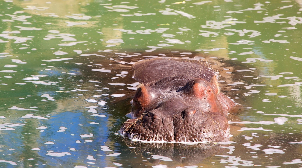 里約格朗德動物園 呈现出 危險動物 和 動物園裡的動物