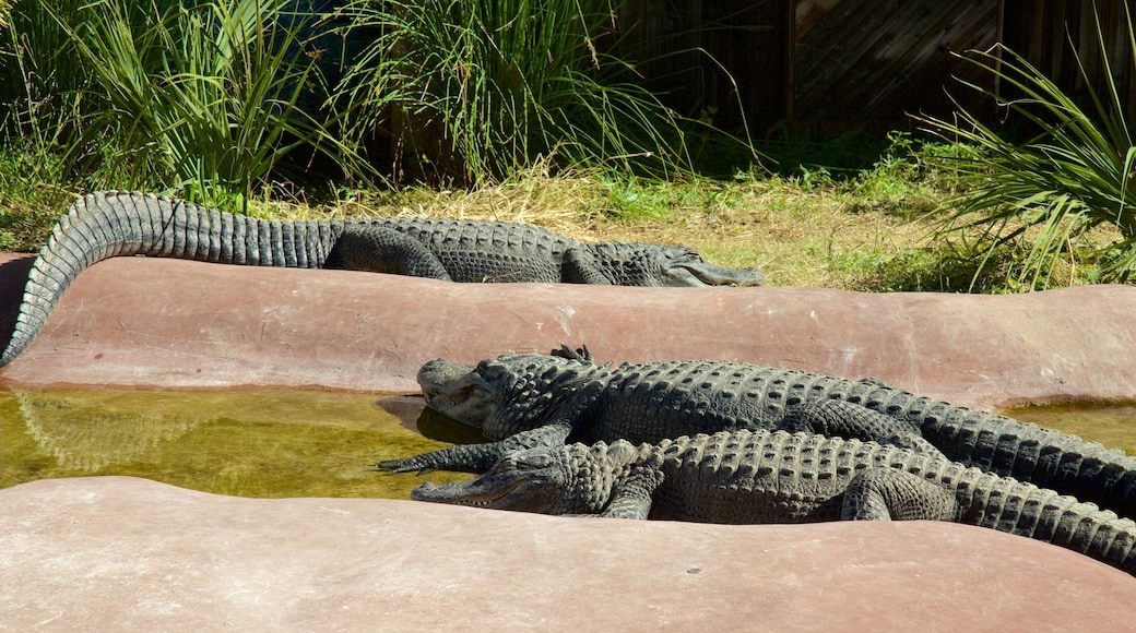 Albuquerque Biological Park and Rio Grande Zoo featuring vaaralliset eläimet ja eläintarhan eläimet