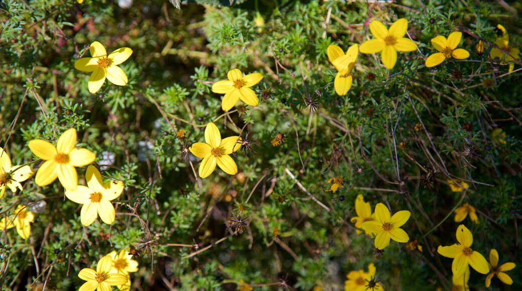 ABQ BioPark Botanic Garden which includes wild flowers