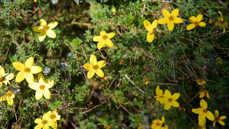 ABQ BioPark Botanic Garden which includes wildflowers