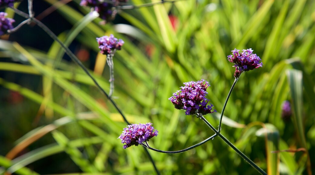 Connie Hansen Garden presenterar blommor