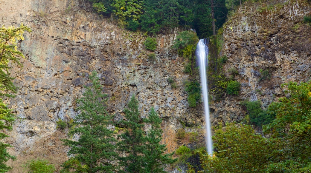 Multnomah Falls featuring a waterfall and a gorge or canyon