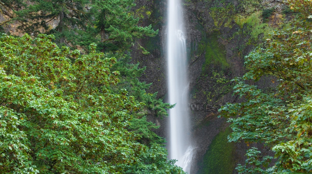 Watervallen van Multnomah toont een waterval en regenwoud