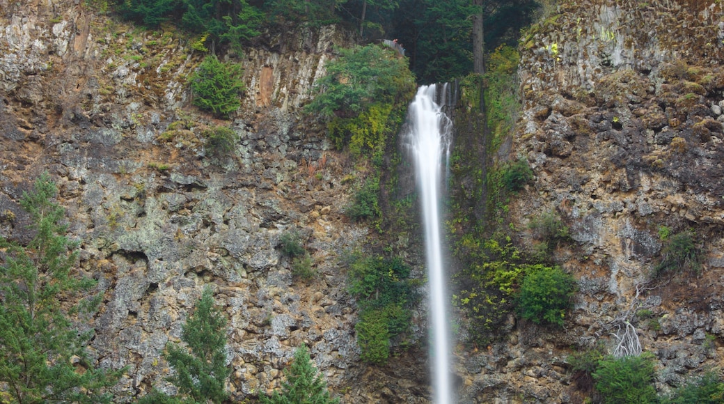 Multnomah Falls which includes a waterfall and a gorge or canyon