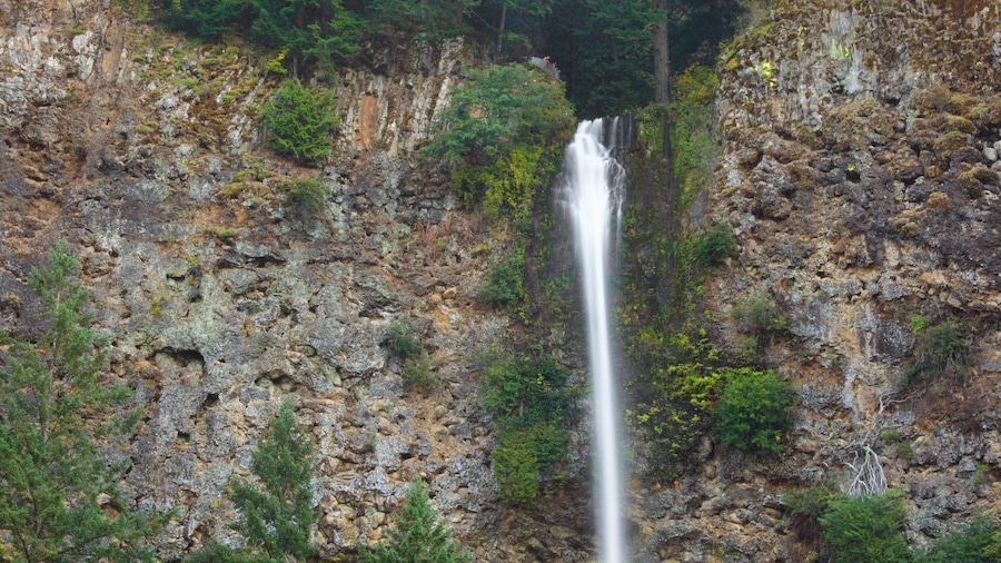 Multnomah Falls mit einem Kaskade und Schlucht oder Canyon