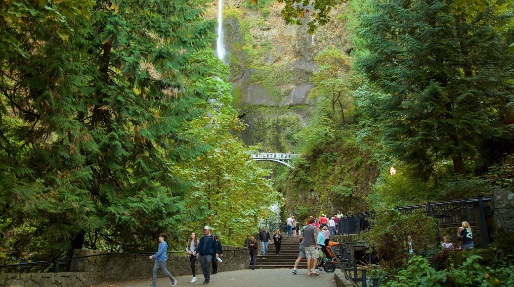 Multnomah Falls showing rainforest as well as a large group of people