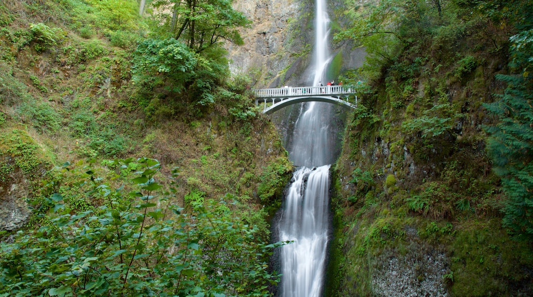 Multnomah Falls which includes a bridge, a waterfall and rainforest