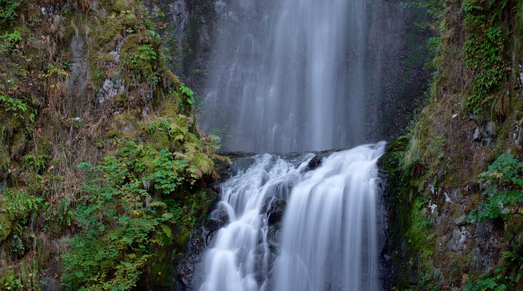 Multnomah Falls which includes a waterfall and rainforest