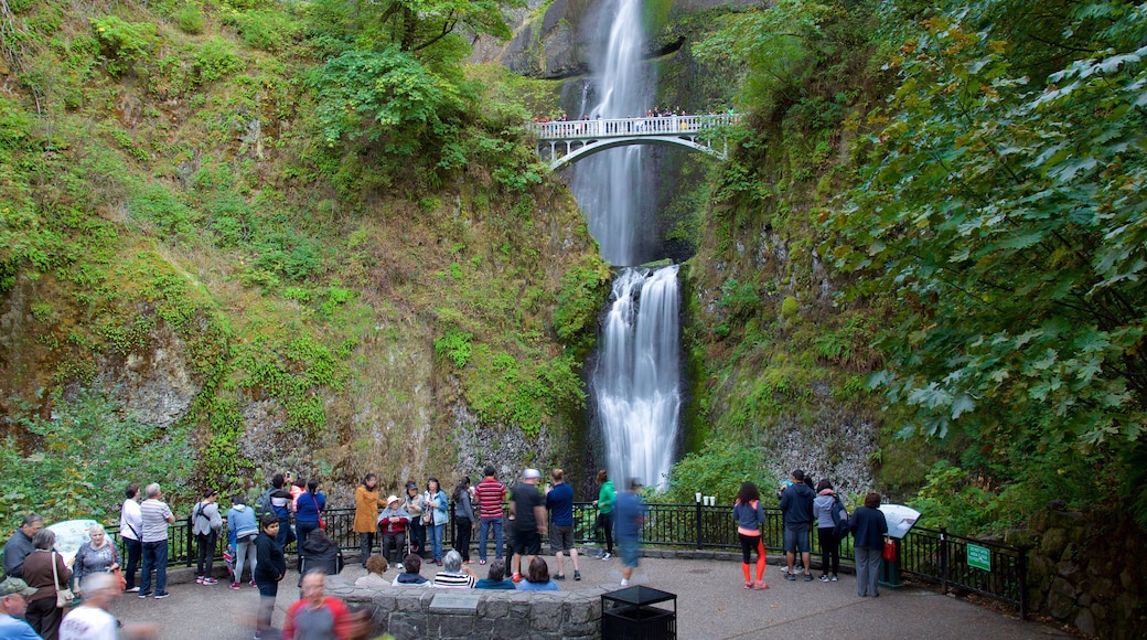 Cascadas de Multnomah mostrando vistas y una cascada y también un gran grupo de personas