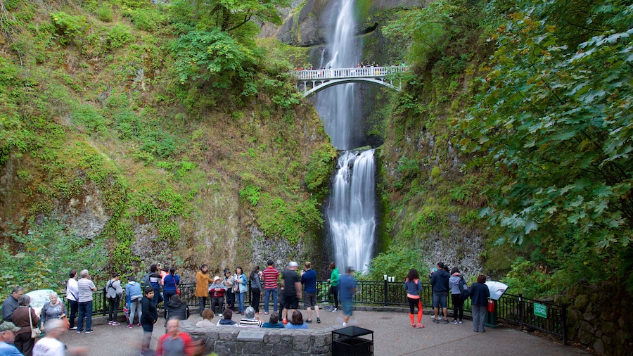 Cascadas de Multnomah mostrando una cascada y vista y también un gran grupo de personas