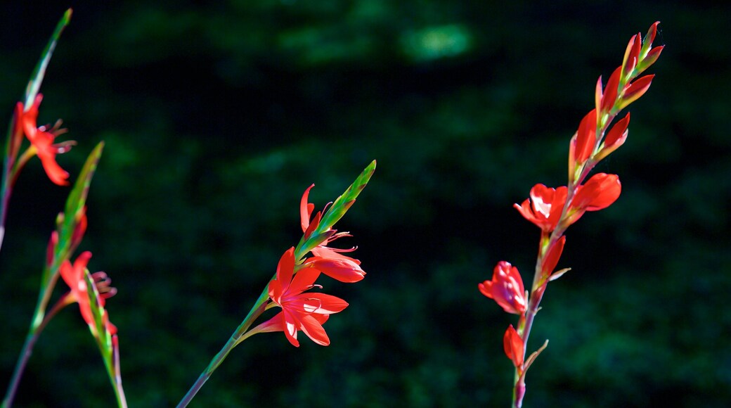 Connie Hansen Garden welches beinhaltet Wildblumen