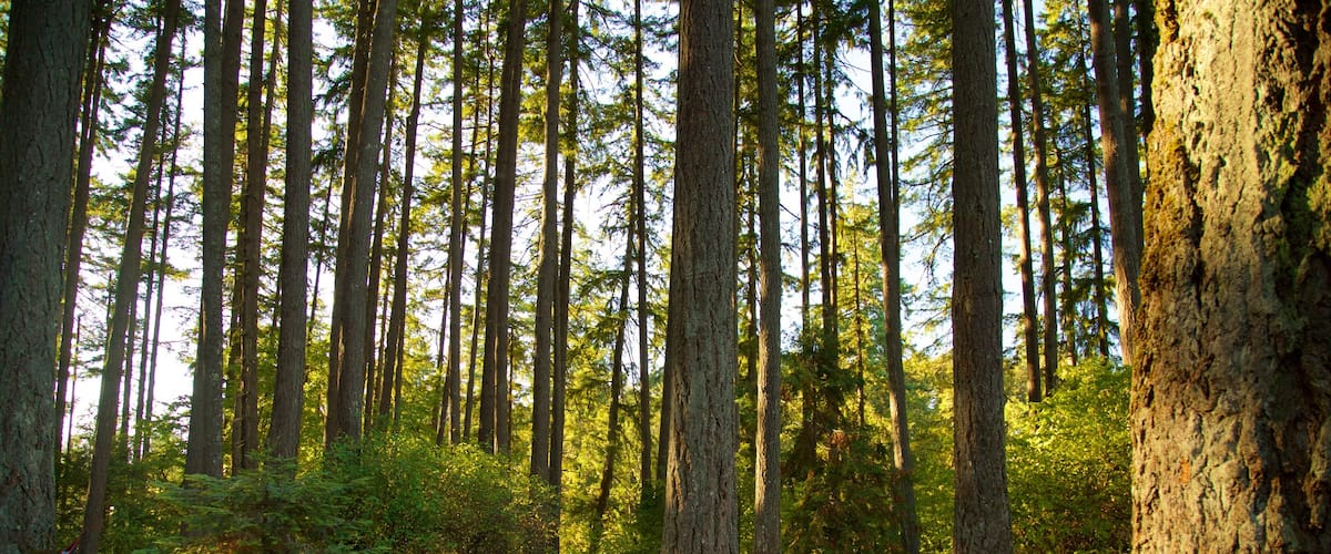 Hendricks Park which includes forest scenes