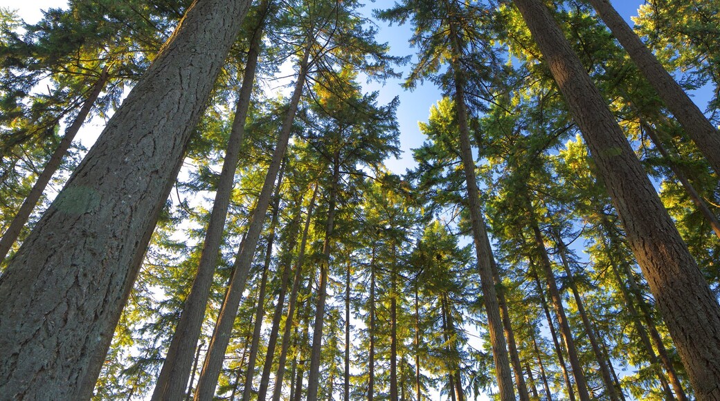 Hendricks Park featuring forest scenes