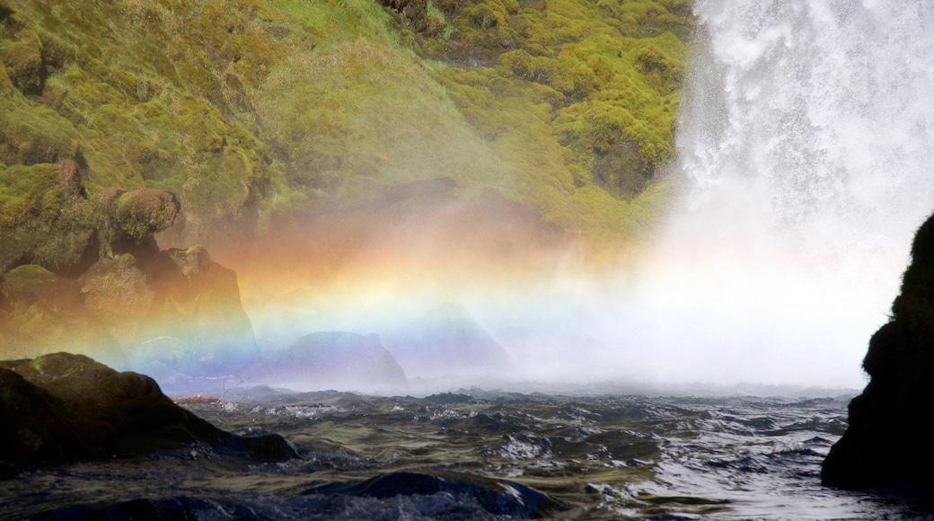 Bosque Nacional Willamette que incluye una catarata