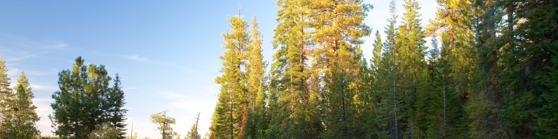 Deschutes National Forest mostrando un río o arroyo y escenas forestales