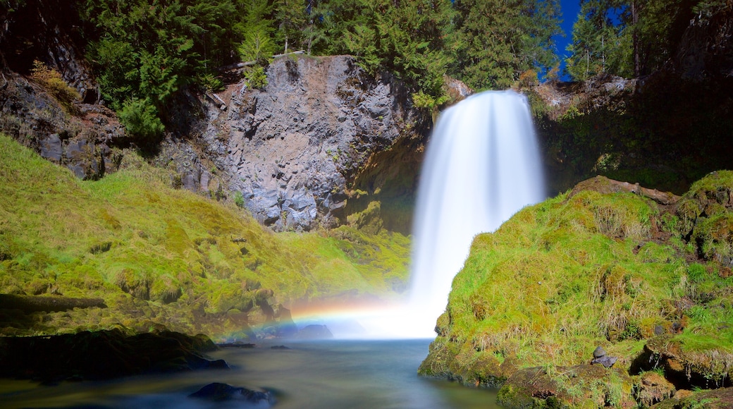 Willamette National Forest bevat een waterval