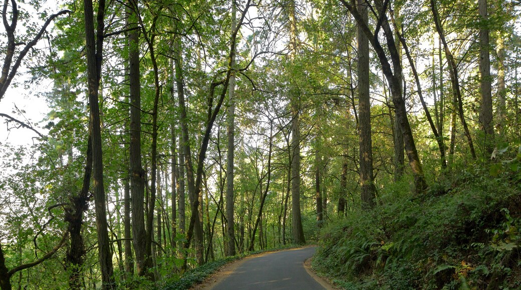 Hendricks Park showing rainforest