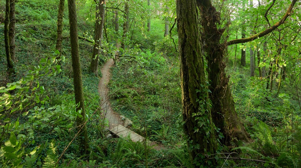 Hendricks Park showing rainforest