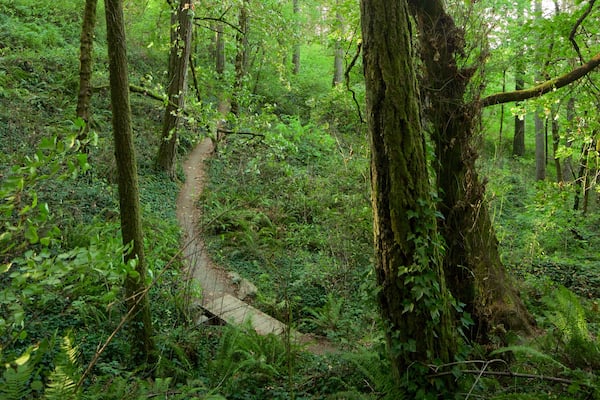 Hendricks Park welches beinhaltet Regenwald