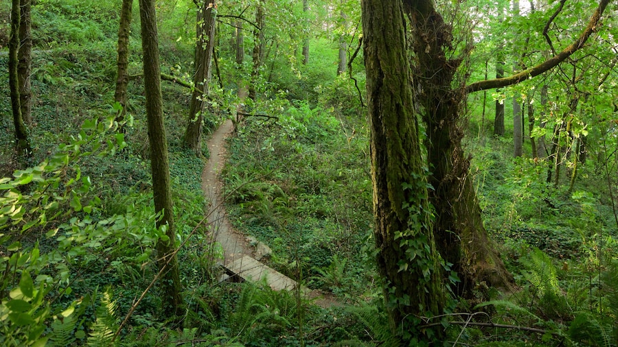 Hendricks Park montrant forĂȘt vierge