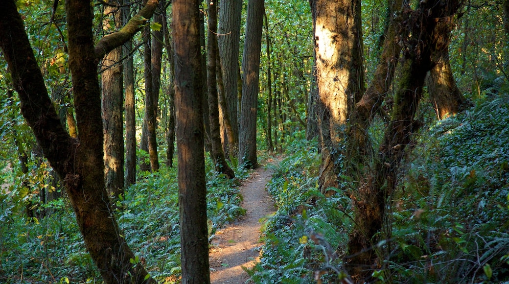 Hendricks Park which includes rainforest