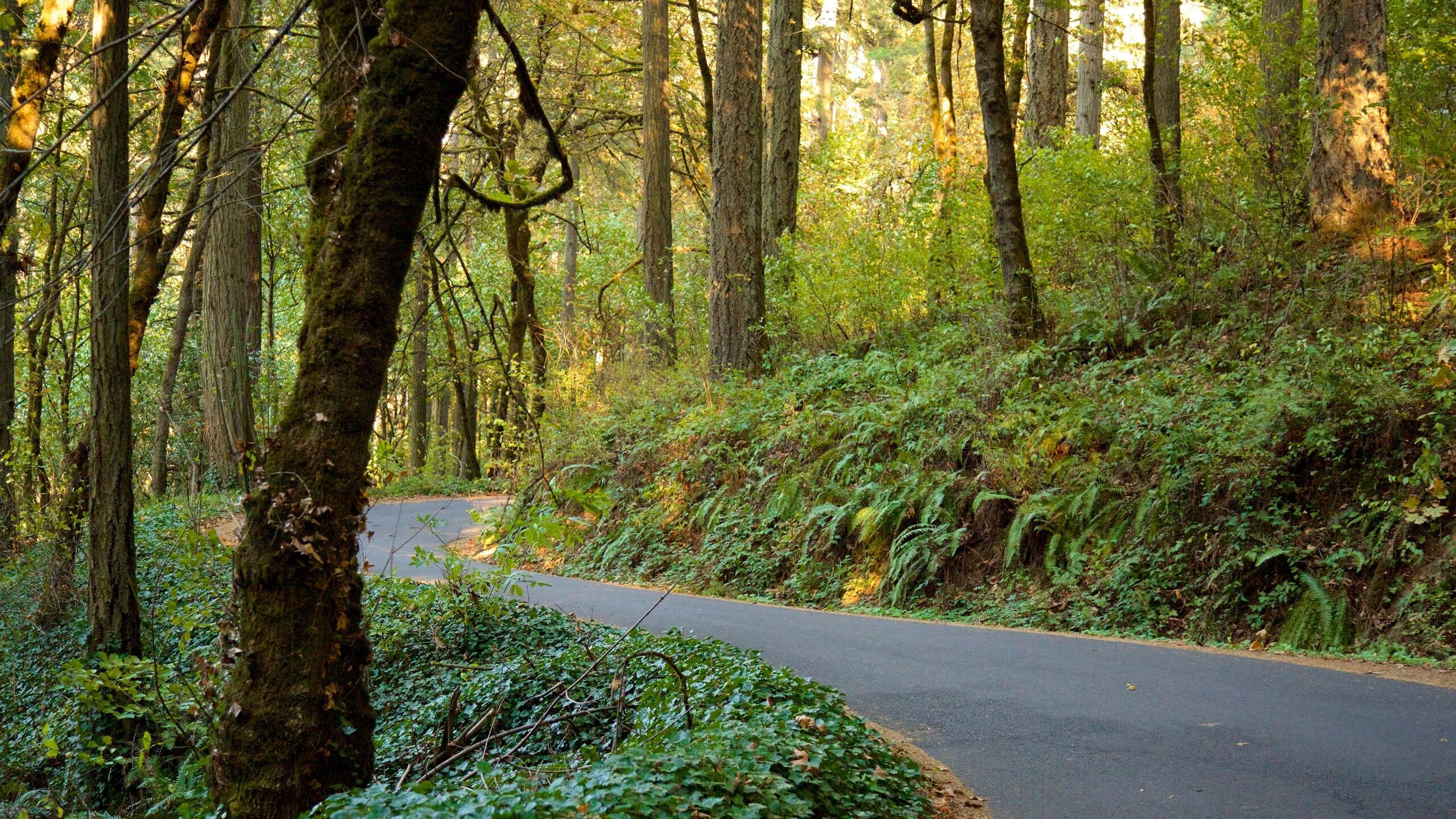 Hendricks Park featuring rainforest