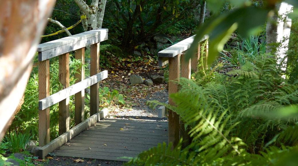 Connie Hansen Garden das einen Regenwald